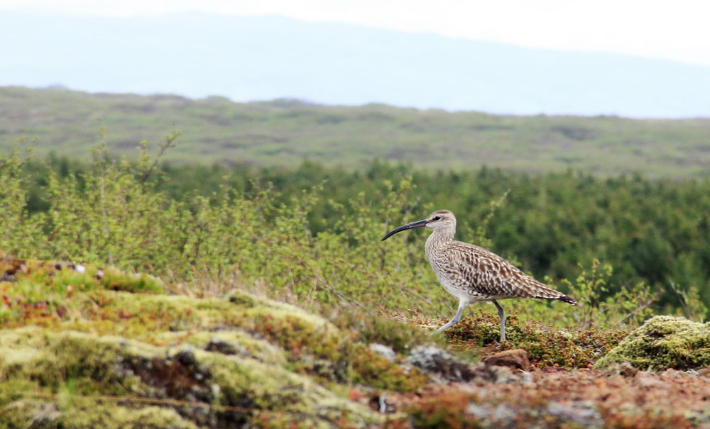 птицы Исландии