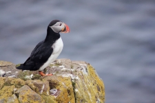 Borgarfjardarhofn, Borgarfjarðarhöfn is the best place to see puffins in Iceland!