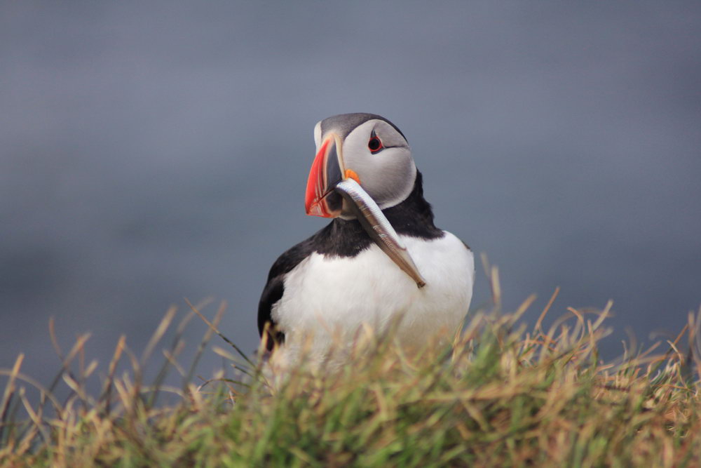 Puffin with fish in Iceland
