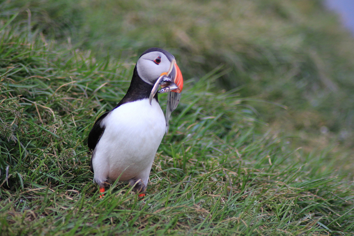 Puffins are a symbol of Iceland - where and when to see them?