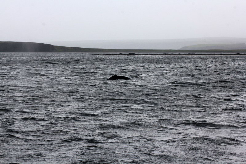Плавник кита на китовом сафари из Хусавика