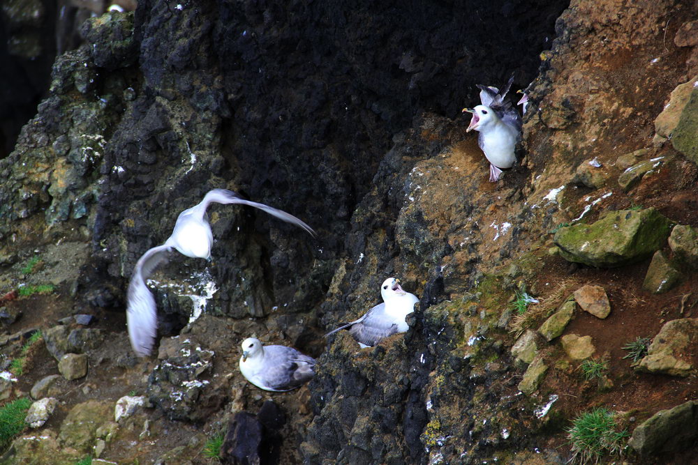 Птичьи колонии на полуострове Рейкьянес, Исландия