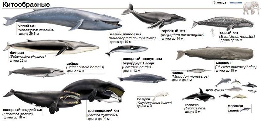 виды китов в Исландии