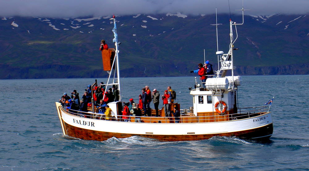 китовое сафари в Исландии