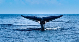 Китовое сафари в Исландии - все что нужно знать