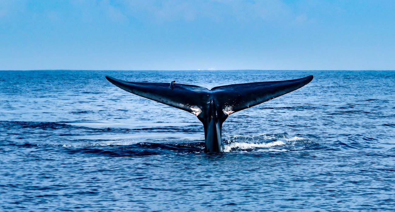 Whale watching in Iceland - everything you need to know