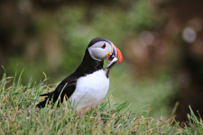 Остров Акурей в Исландии: как увидеть тупиков на Akurey island Iceland